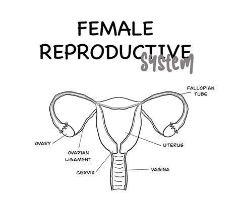 Printable Female Reproductive System Diagram